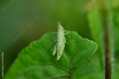 Close-up view of grasshopper on green leaves  © Anucha
