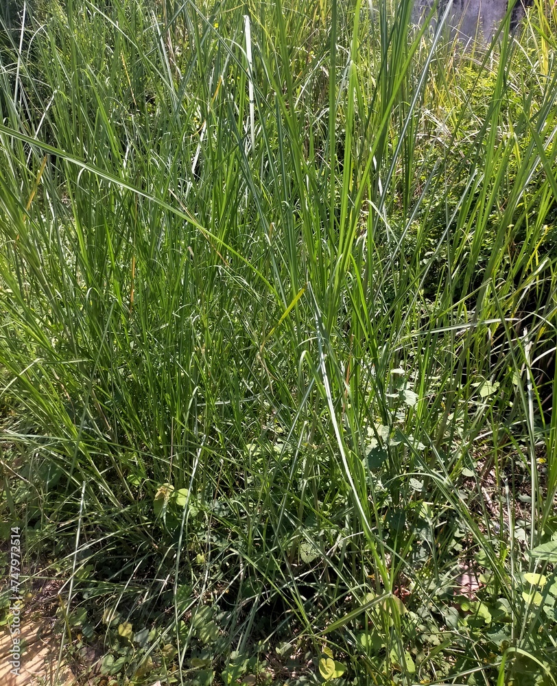 Fototapeta premium grass in the morning