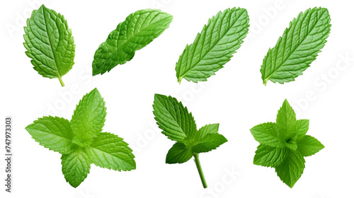 fresh mint leaves Isolated On Transparent Background Or PNG Background.