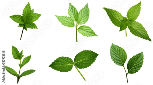 fresh mint leaves Realistic Portrait Isolated On Transparent Background Or PNG Background.