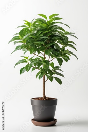 Isolate Money Tree plant against white wall  indoor plant decoration mock up
