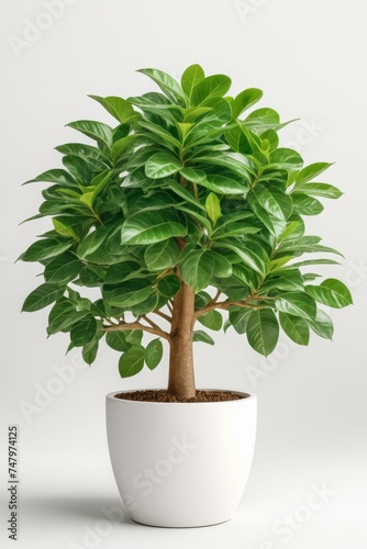 Isolate Money Tree plant against white wall, indoor plant decoration mock up