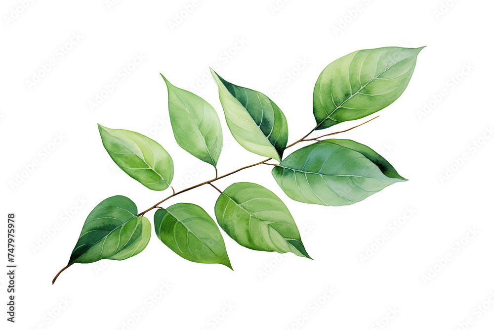 Green Leafy Branch Against White Background