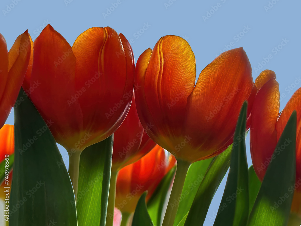 Obraz premium Tulips - tenderness and brightness in each petal. They have just blossomed towards the sun.