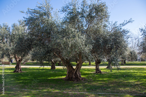 Rows of olive trees in a sunny day.