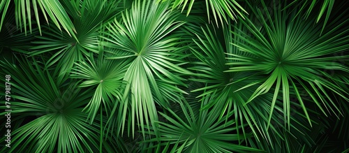 This close-up shot showcases a bunch of vibrant green palm leaves  with intricate textures and patterns visible up close. The leaves are lush and healthy  forming a refreshing and natural background.