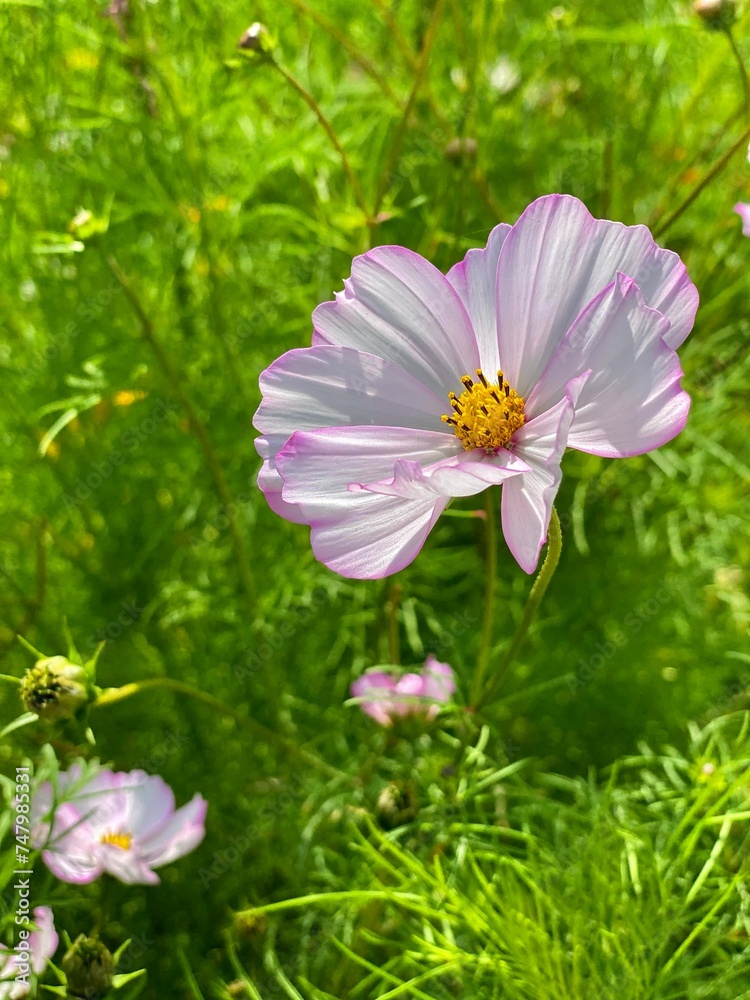 The flowers of Cosmea represent tenderness and harmony in nature. The flowers have the shape of a star and consist of delicate, like silk petals. The flowers of Cosmea represent tenderness and harmony in nature. The flowers have the shape of a star and consist of delicate, like silk petals.