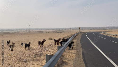 Jaislamer Desert, Rajasthan India - 12 January 2024: Indian Flock of goats crossing the road with beautiful view of thar deset rajasthan, India. photo