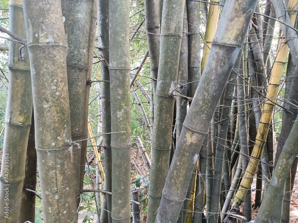 Bamboos are a diverse group of mostly evergreen perennial flowering plants making up the subfamily Bambusoideae of the grass family Poaceae. Bamboos are a diverse group of mostly evergreen perennial flowering plants making up the subfamily Bambusoideae of the grass family Poaceae.