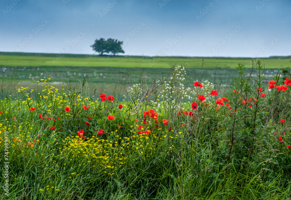 poppies and yellow flowers at the foreground and alone tree on the horizon of fields