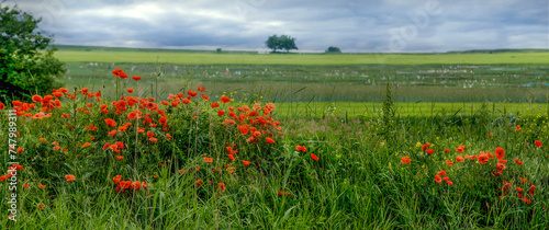 blooming poppies and lonely two trees on the horizon panoramic view