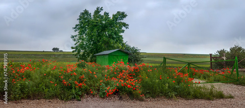 panorama with a meadow of poppies and a green garage, fence around and a big ...