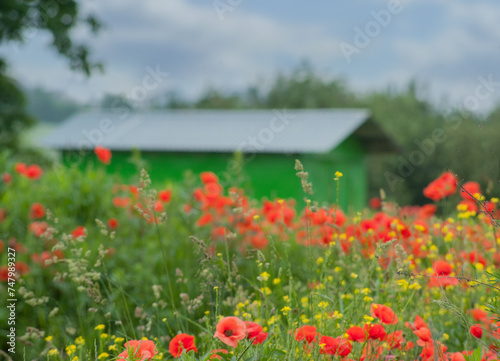 summer background, blurred background of poppies and green garage for summer ...