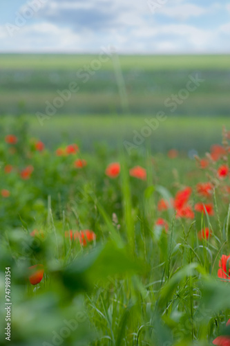 blurred background of poppies and green fills for summer text or illustration