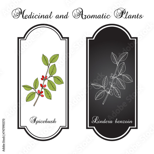 Spicebush (Lindera benzoin), edible and medicinal plant