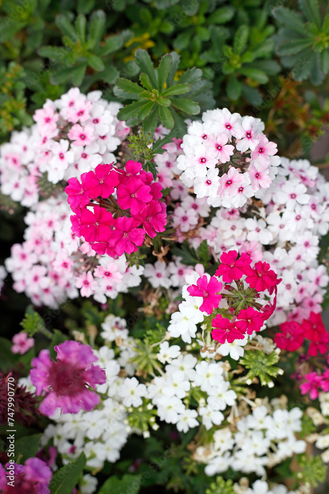 Bunt Blühende Primeln in einem Blumenbeet, Closeup, Deutschland Bunt Blühende Primeln in einem Blumenbeet, Closeup, Deutschland