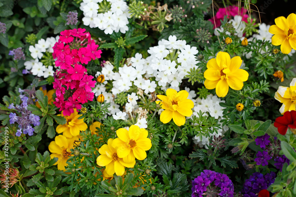 Fototapeta premium Bunt Blühende Primeln in einem Blumenbeet, Closeup, Deutschland