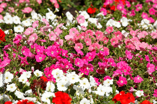 Fototapeta Naklejka Na Ścianę i Meble -  Bunt  Blühende Primeln in einem Blumenbeet, Closeup, Deutschland