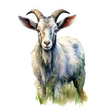 Illustration of a goat with prominent horns and a serene expression, isolated on transparent background.