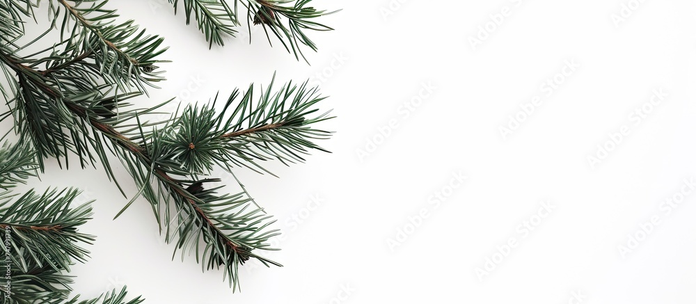 This close-up showcases a beautiful pine branch against a crisp white background. The intricate details of the branch are highlighted, from the texture of the needles to the subtle shades of green.