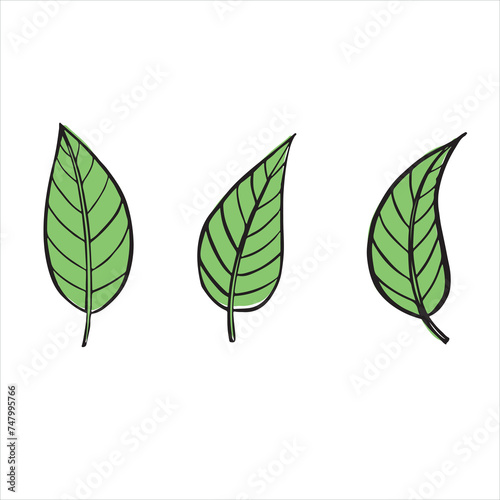 vector illustration of plant leaves, picture of plant elements,