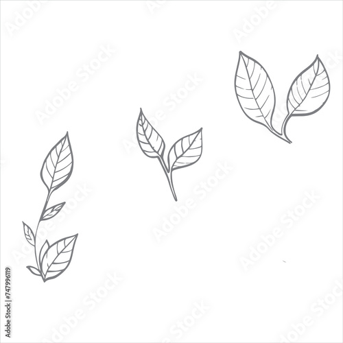 vector illustration of plant leaves, picture of plant elements,