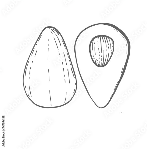 vector illustration with avocado. print for fabric with fruits, pattern for paper with fruits