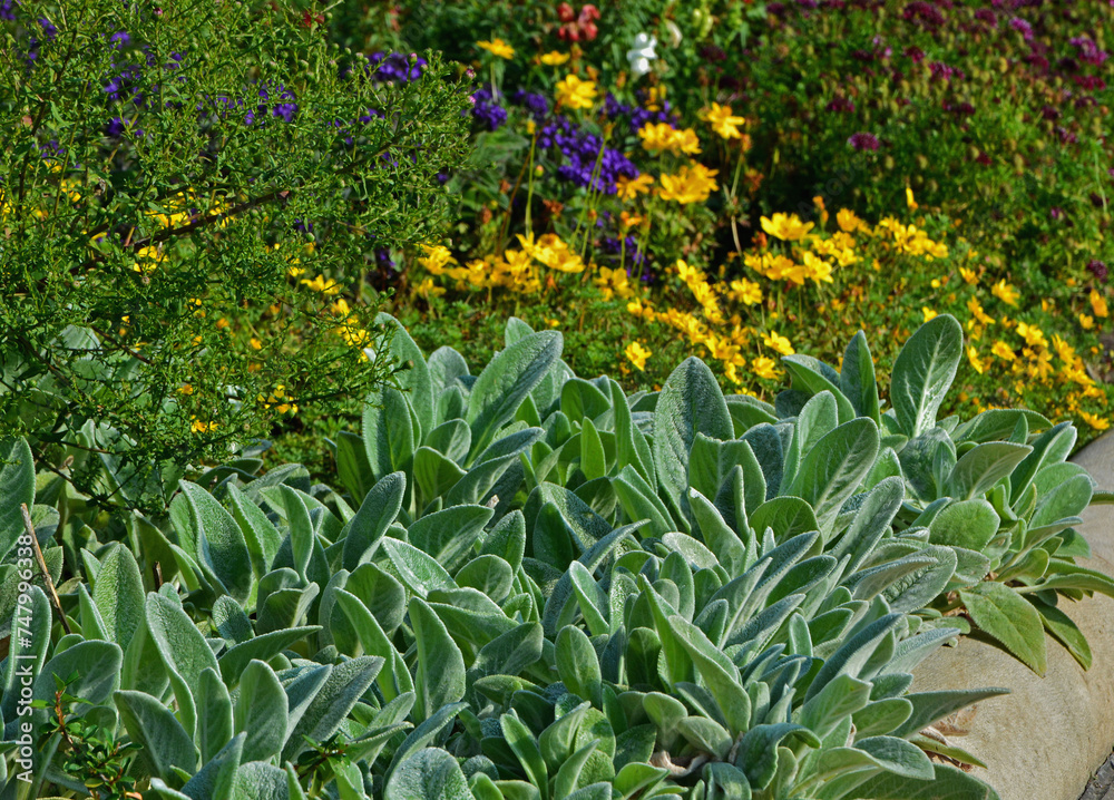 Fototapeta premium czyściec wełnisty, kolorowe kwiaty i czyściec na rabacie, Stachys byzantina or Stachys lanata, lamb's ear, woolly hedgenettle 