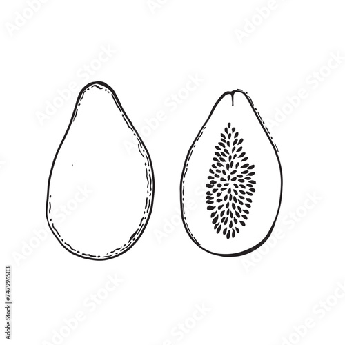 fruit vector illustration papaya, plant food picture,