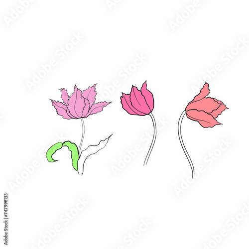 tulips drawn in vector  spring flower. Mother s Day card