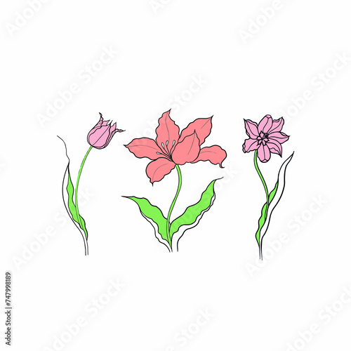 tulips drawn in vector  spring flower. Mother s Day card