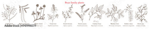 Bean family plants. (Fabaceae, Leguminosae or Papilionaceae).