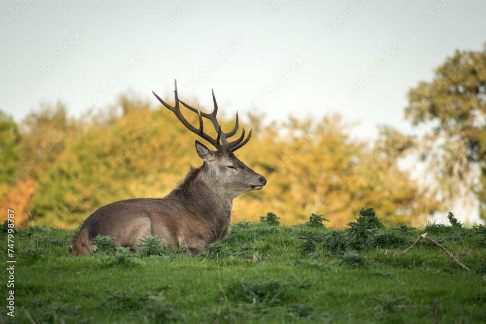 Fototapeta premium Red deer in Killarney National Park.Kerry,Ireland