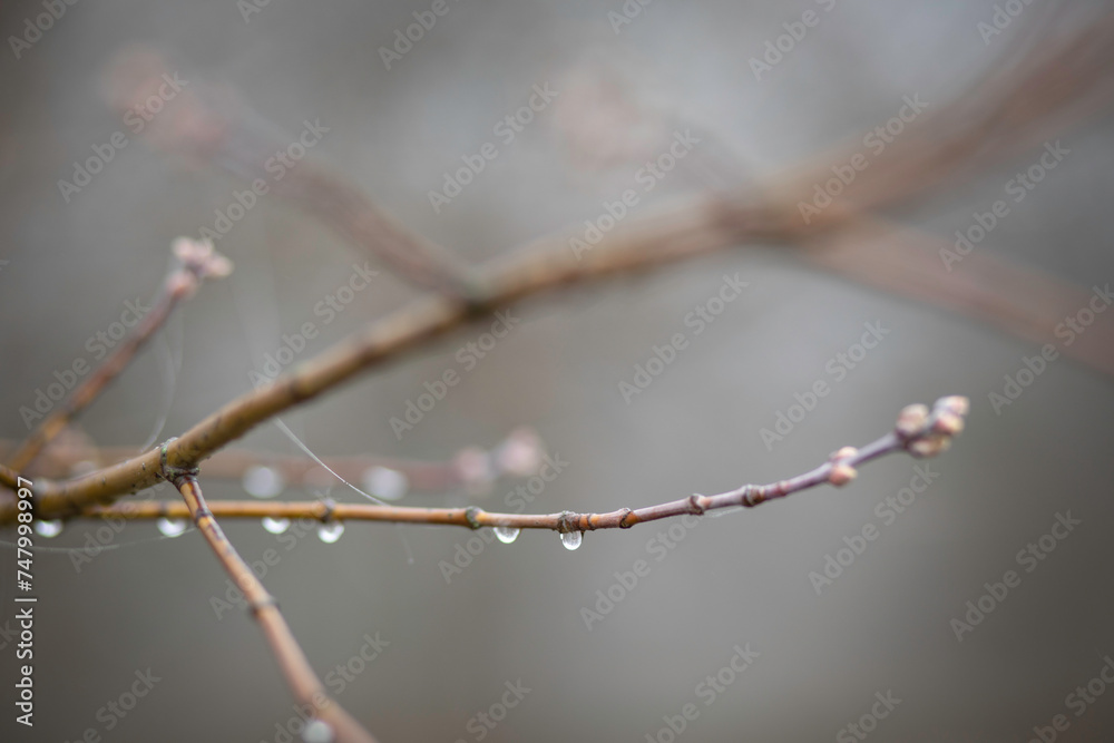 Twigs with water drops and cobwebs. Spring Twigs with water drops and cobwebs. Spring