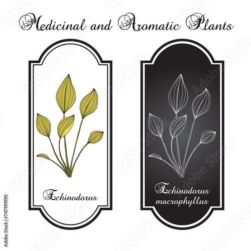 Echinodorus (Echinodorus macrophyllus), ornamental and medicinal aquatic plant photo