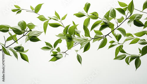 flying green leaves on white background. 