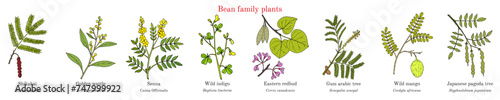 Bean family plants. (Fabaceae, Leguminosae or Papilionaceae).