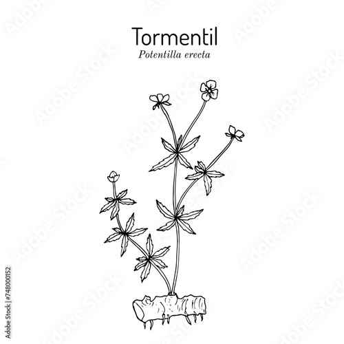 Tormentil (Potentilla erecta), or common cinquefoil, medicinal plant