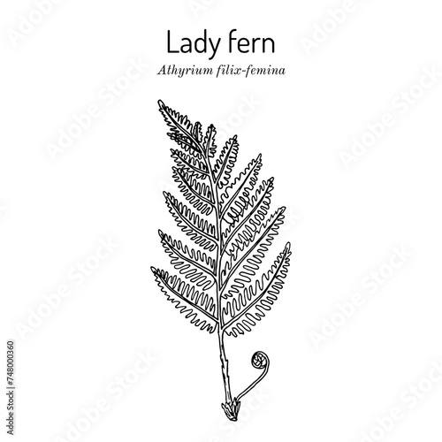 Common lady-fern (athyrium filix-femina), medicinal plant photo