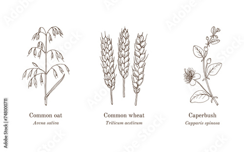 Collection of edible and medicinal plants