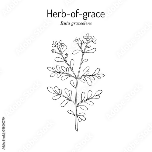 Herb-of-grace  Ruta graveolens   or common rue  medicinal plant. Hand drawn botanical vector illustration.