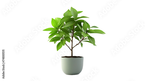 Potted Plant AI Generated Realistic Portrait Isolated On Transparent Background Or PNG Background.