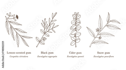 Collection of eucalyptus, medicinal plants.
