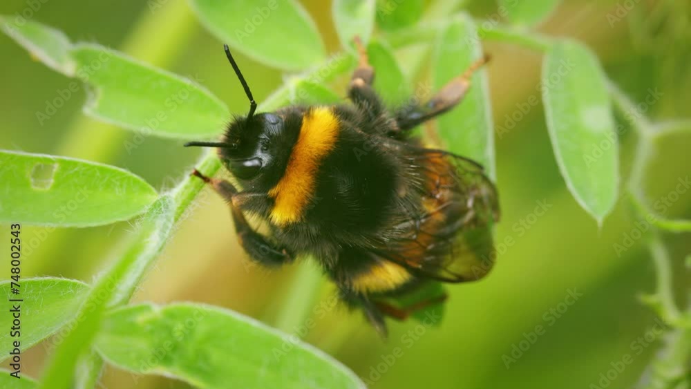Closeup white tailed bumblebee resting on green leaf in garden. Bombus lucorum insect bee in nature. Closeup white tailed bumblebee resting on green leaf in garden. Bombus lucorum insect bee in nature.