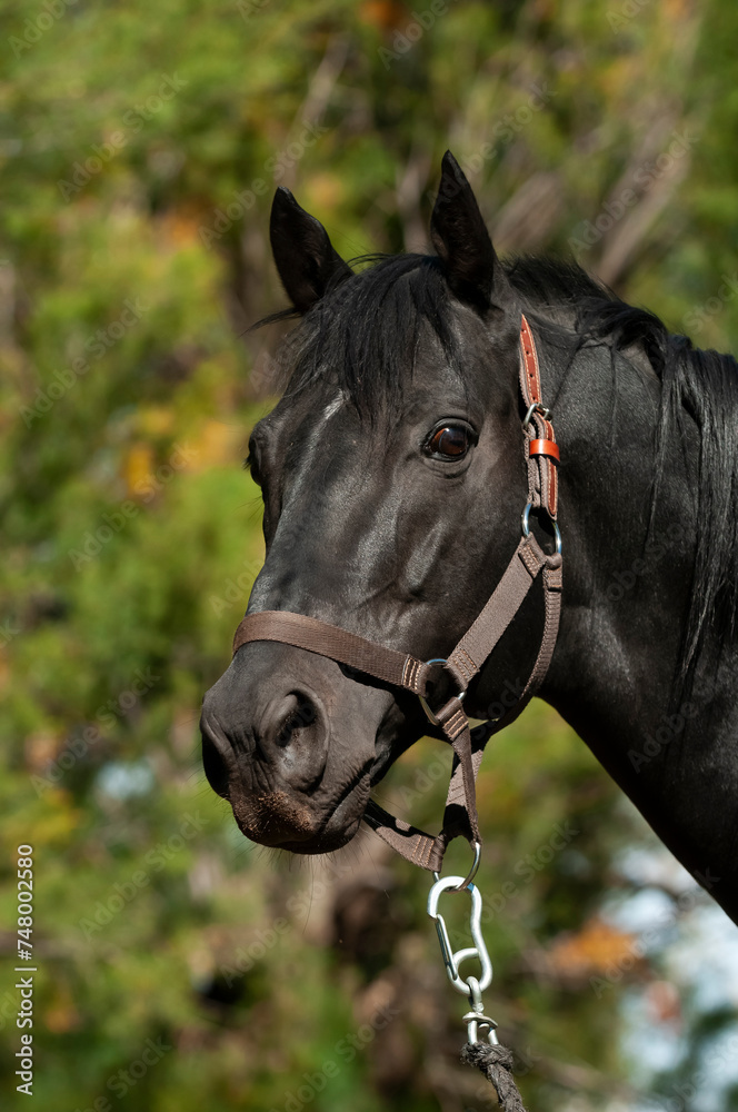 Obraz premium Black breeding horse, Portrait, La Pampa Province, Patagonia, Argentina.