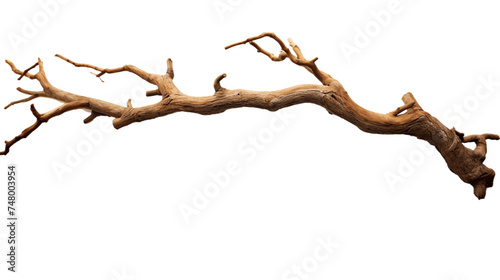 Broken Tree Branch, Realistic Portrait Isolated On PNG OR Transparent Background.