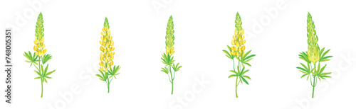 Beautiful Lupin Flowers as Meadow Flowering Herbaceous Plant Vector Set