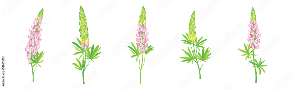Naklejka premium Beautiful Lupin Flowers as Meadow Flowering Herbaceous Plant Vector Set