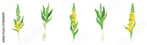 Mullein Medical Herb and Flowering Meadow Plant Vector Set