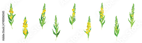 Mullein Medical Herb and Flowering Meadow Plant Vector Set